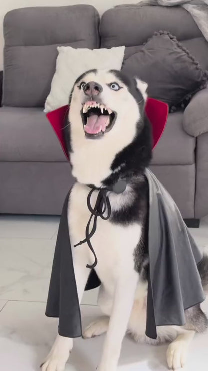 Disfraz drácula para perro 5 xl